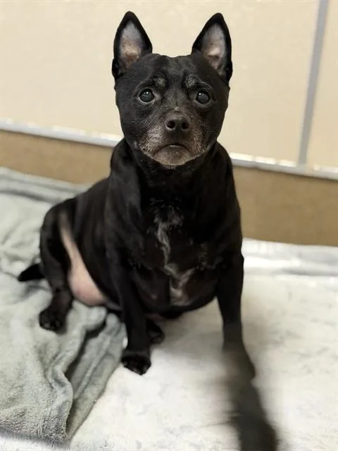 An adult medium-sized female Chihuahua dog named Tina for adoption in Sacramento, CA