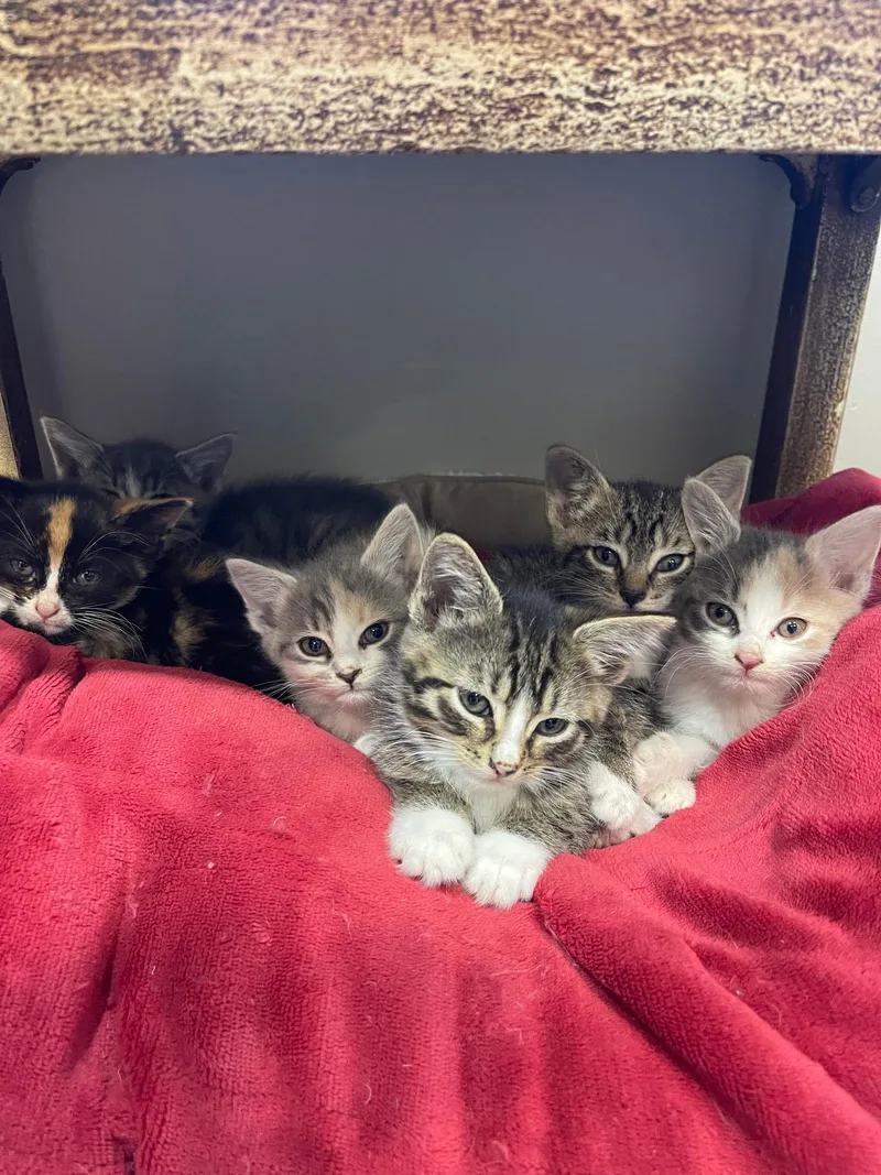 A baby medium-sized female Dilute Calico Domestic Short Hair cat named Bridges for adoption in Morristown, NJ