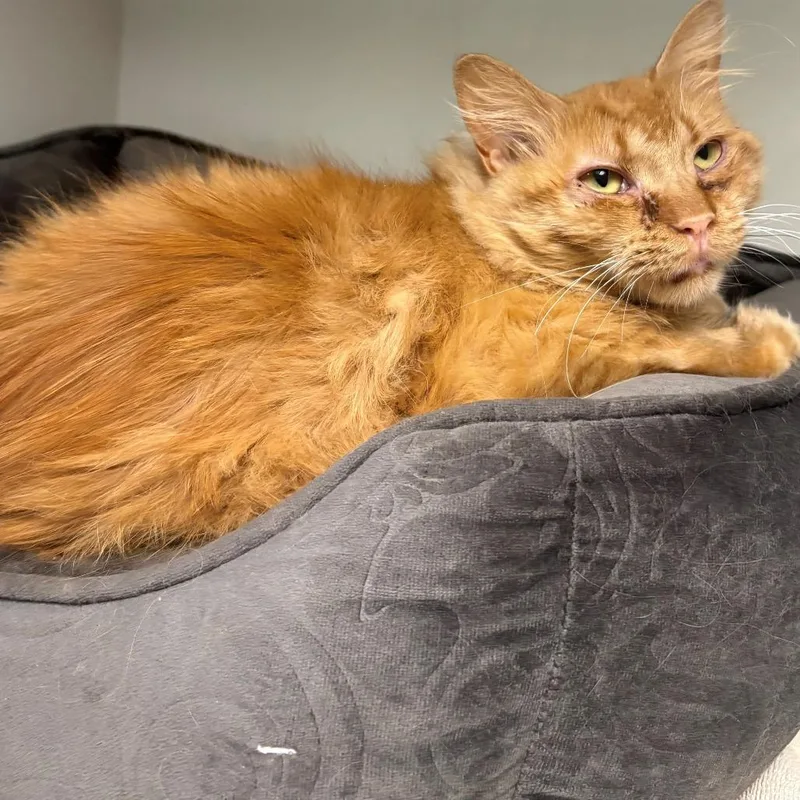 A young medium-sized female Orange / Red Domestic Short Hair cat named Rapunzel for adoption in East Hanover, NJ