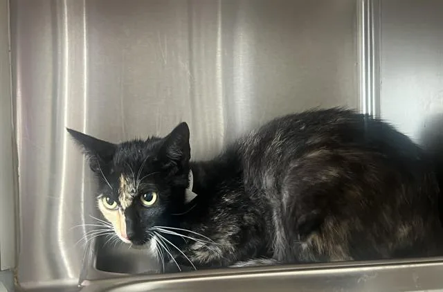 A young small-sized female Domestic Short Hair cat named Gemini for adoption in Tustin, CA