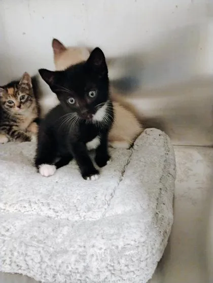 A baby small-sized male Domestic Short Hair cat named Abbott for adoption in Port Saint Joe, FL