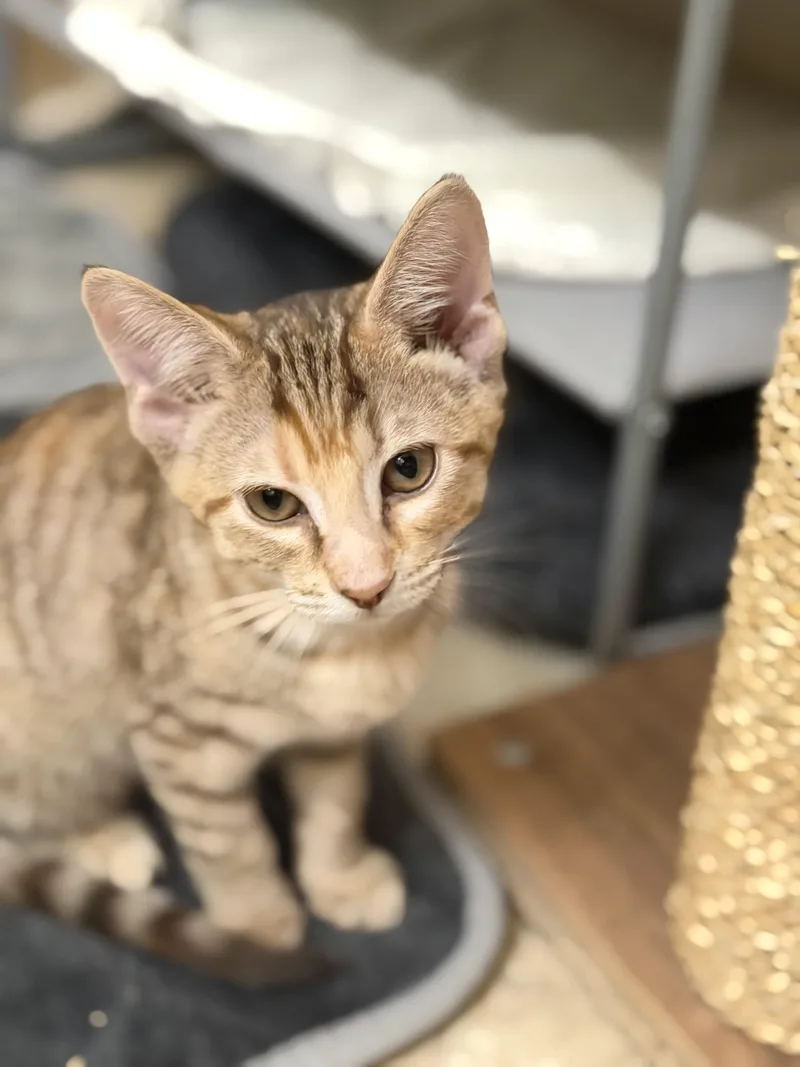 A young medium-sized female Tabby (Orange / Red) Domestic Short Hair cat named Mochi for adoption in Crossville, TN
