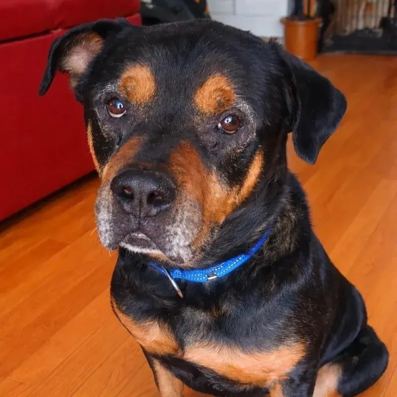 Henry Sr thumbnail 2