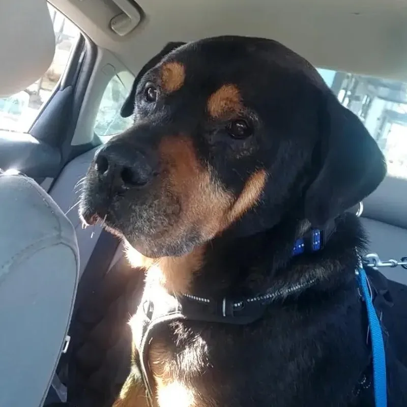 Henry Sr thumbnail 3