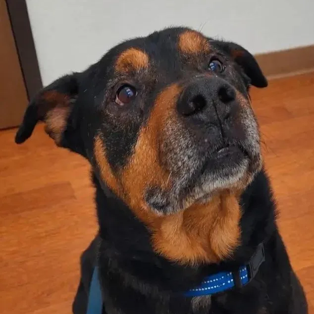 Henry Sr thumbnail 4