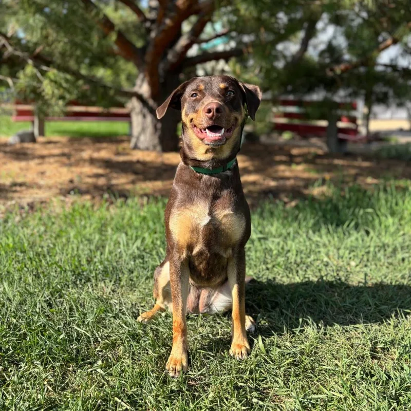 Denali