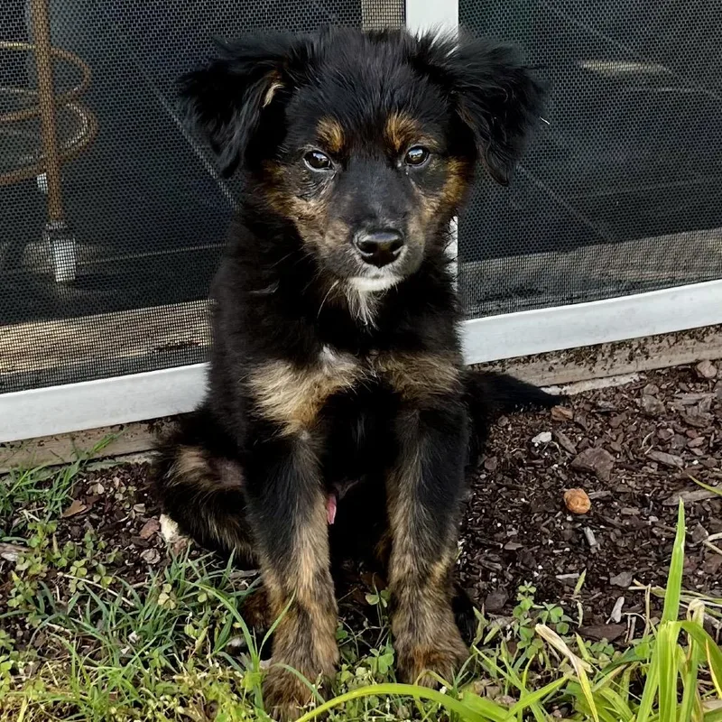 A baby medium-sized male Black Shepherd dog named Ragnar for adoption in Brownsboro, AL