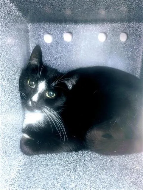 An adult small-sized male Domestic Short Hair cat named Panda for adoption in Upper Marlboro, MD
