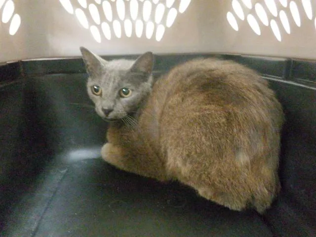 A senior small-sized female Domestic Short Hair cat named Kiki for adoption in Oroville, CA