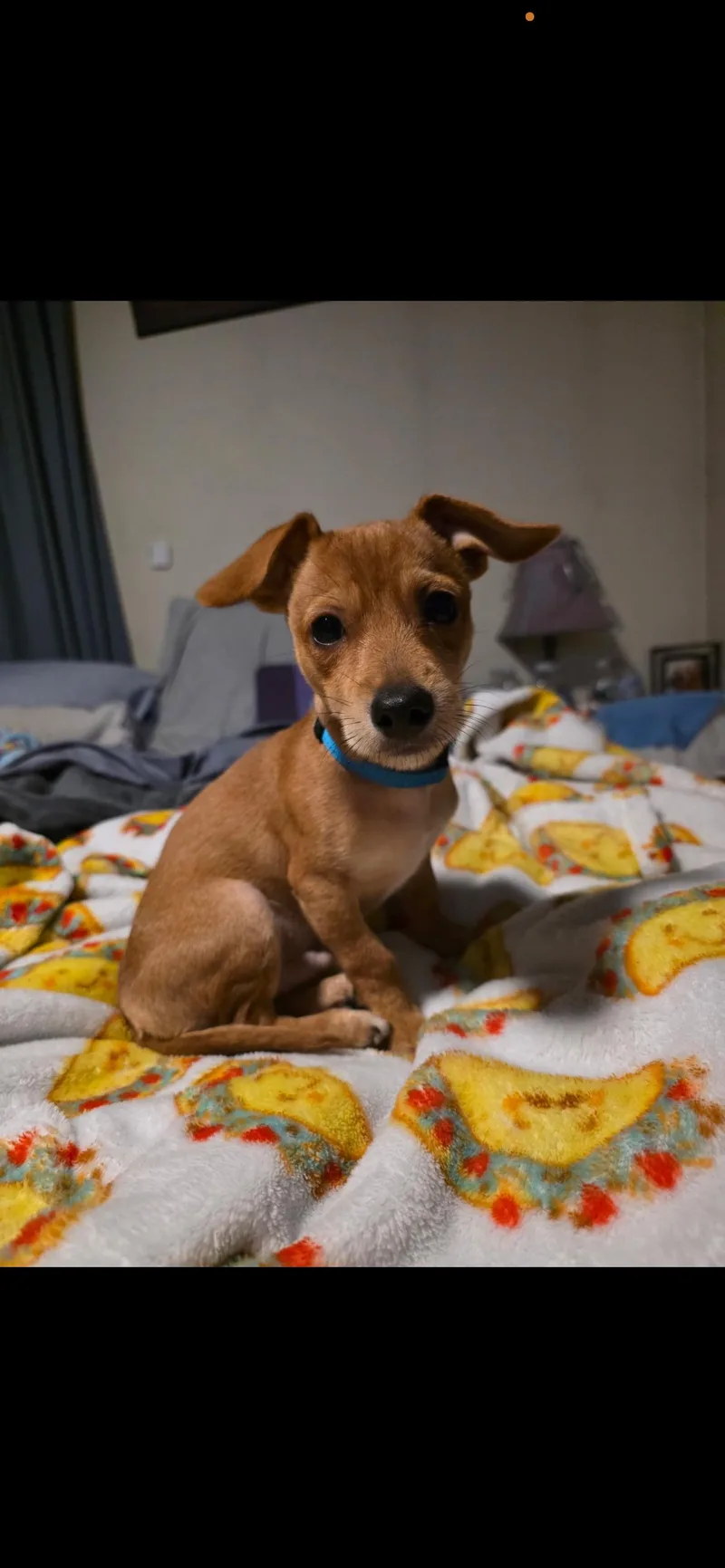 A young small-sized male Chihuahua dog named Hunter for adoption in Stoughton, MA