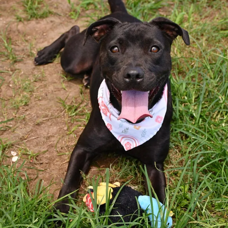 An adult medium-sized female Pit Bull Terrier dog named Margot for adoption in Beaumont, TX