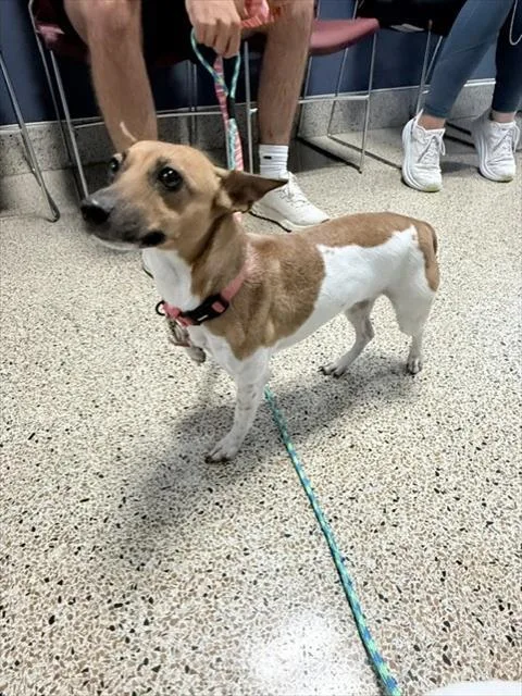 A young small-sized female Rat Terrier dog named Luna for adoption in Miami, FL