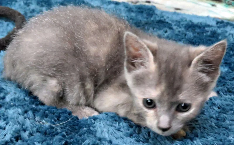 A baby medium-sized female Dilute Calico Domestic Short Hair cat named Zenyatta for adoption in Lexington, VA