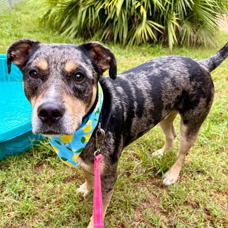 An adult large-sized male Gray / Blue / Silver Australian Cattle Dog / Blue Heeler dog named Chips for adoption in Austin, TX