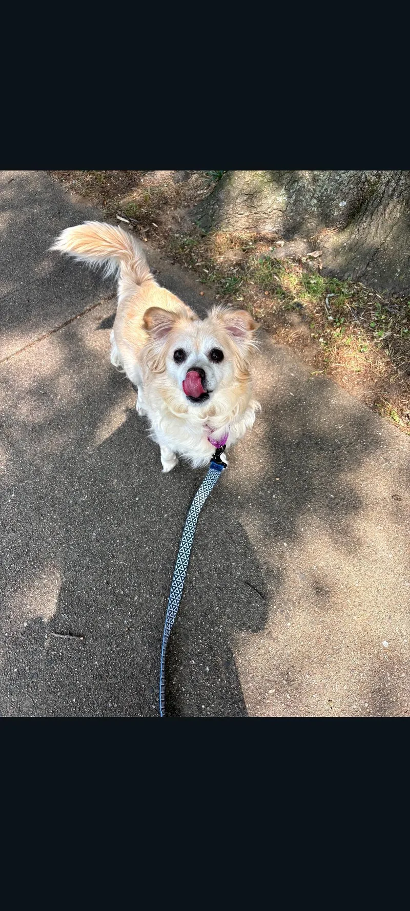 An adult small-sized female Apricot / Beige Chihuahua dog named Rosie for adoption in Pawtucket, RI