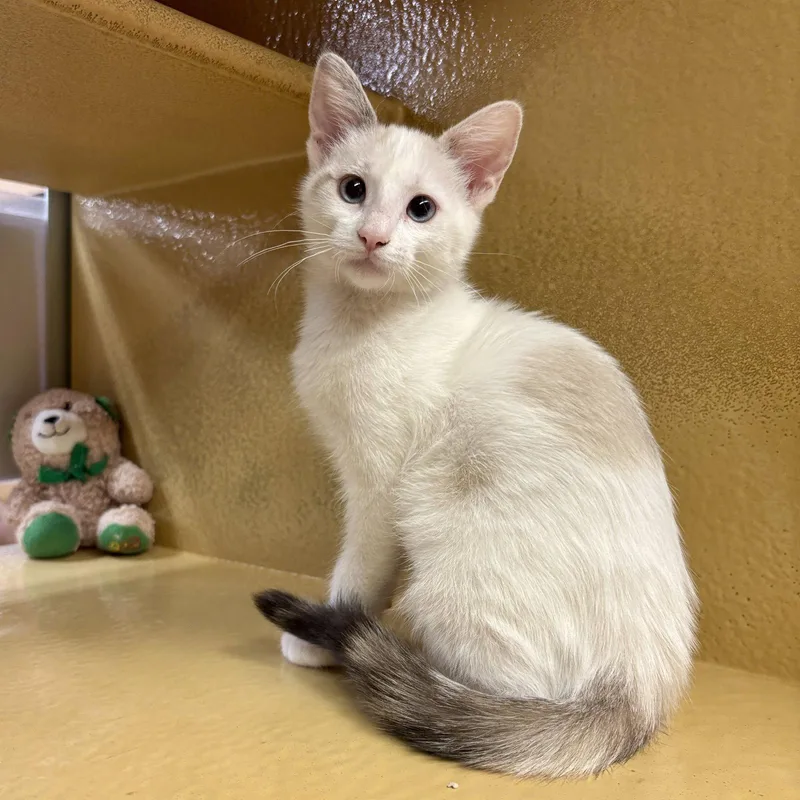 A baby medium-sized female White Domestic Short Hair cat named Elsa for adoption in Sonora, CA