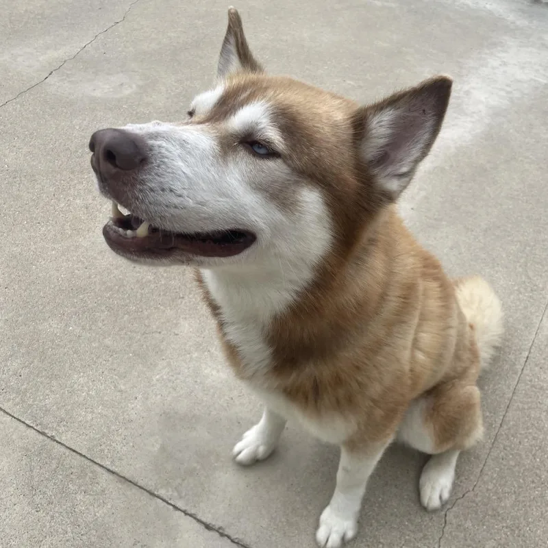 An adult medium-sized male Red / Chestnut / Orange Siberian Husky dog named Timber for adoption in South Haven, MI