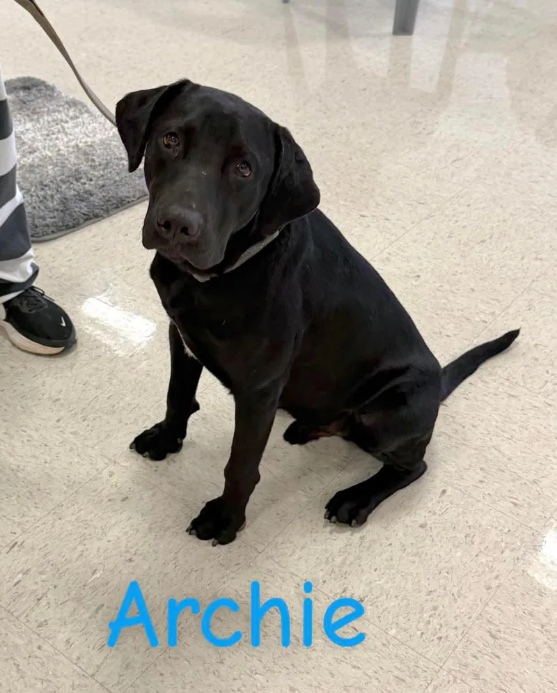 A young medium-sized male Black Labrador Retriever dog named Archie for adoption in Semmes, AL