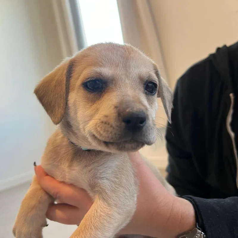 A baby small-sized female White / Cream Australian Shepherd dog named Elaine for adoption in Boerne, TX
