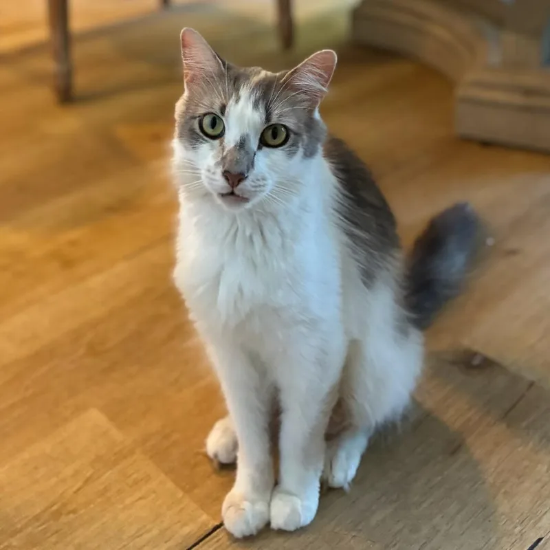An adult small-sized female Cream / Ivory Domestic Long Hair cat named Phoebe for adoption in Long Beach, CA