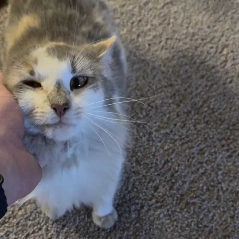 Phoebe thumbnail 2