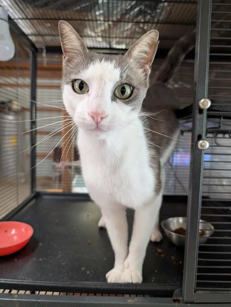 An adult large-sized male Gray & White Domestic Short Hair cat named Nell for adoption in Fischer, TX