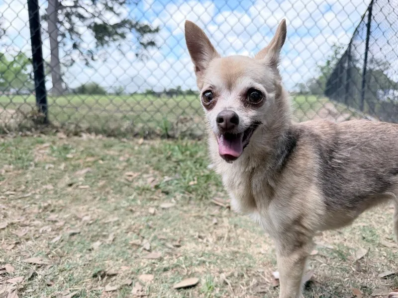 A senior small-sized female Chihuahua dog named Appletini for adoption in Bryan, TX