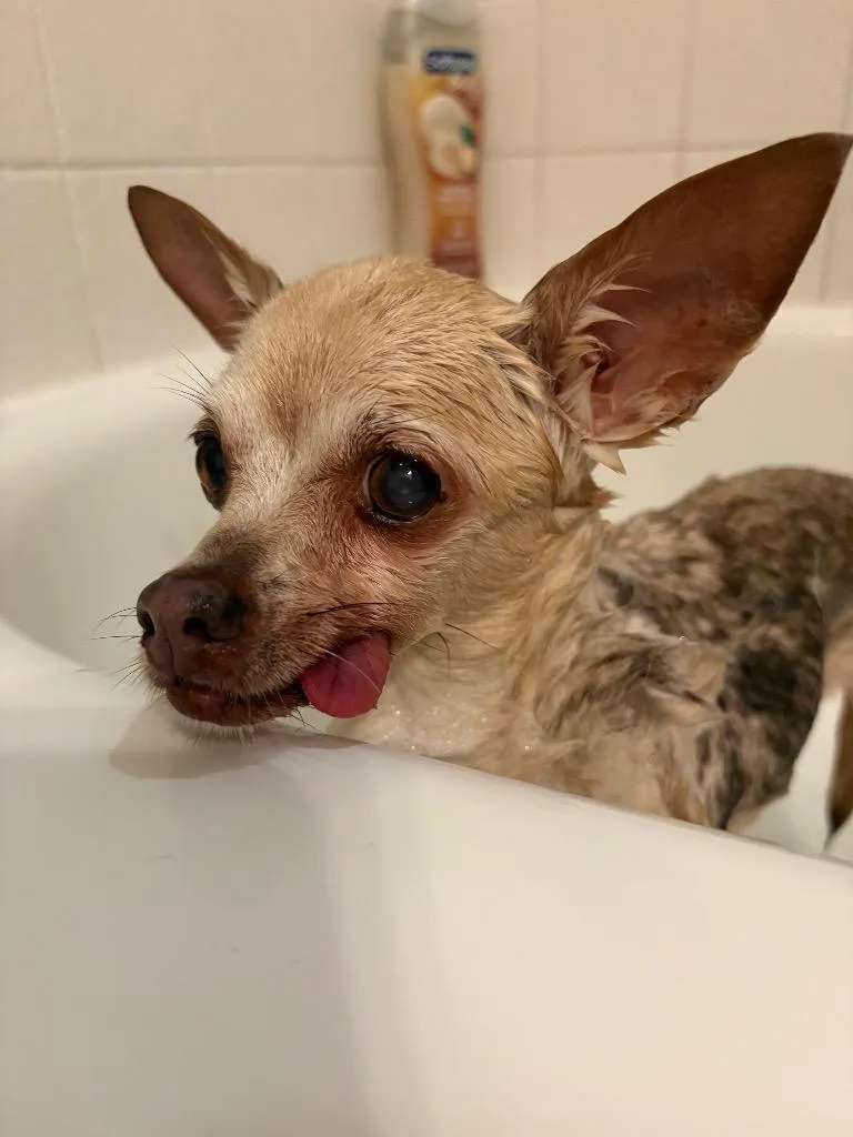 Appletini thumbnail 2