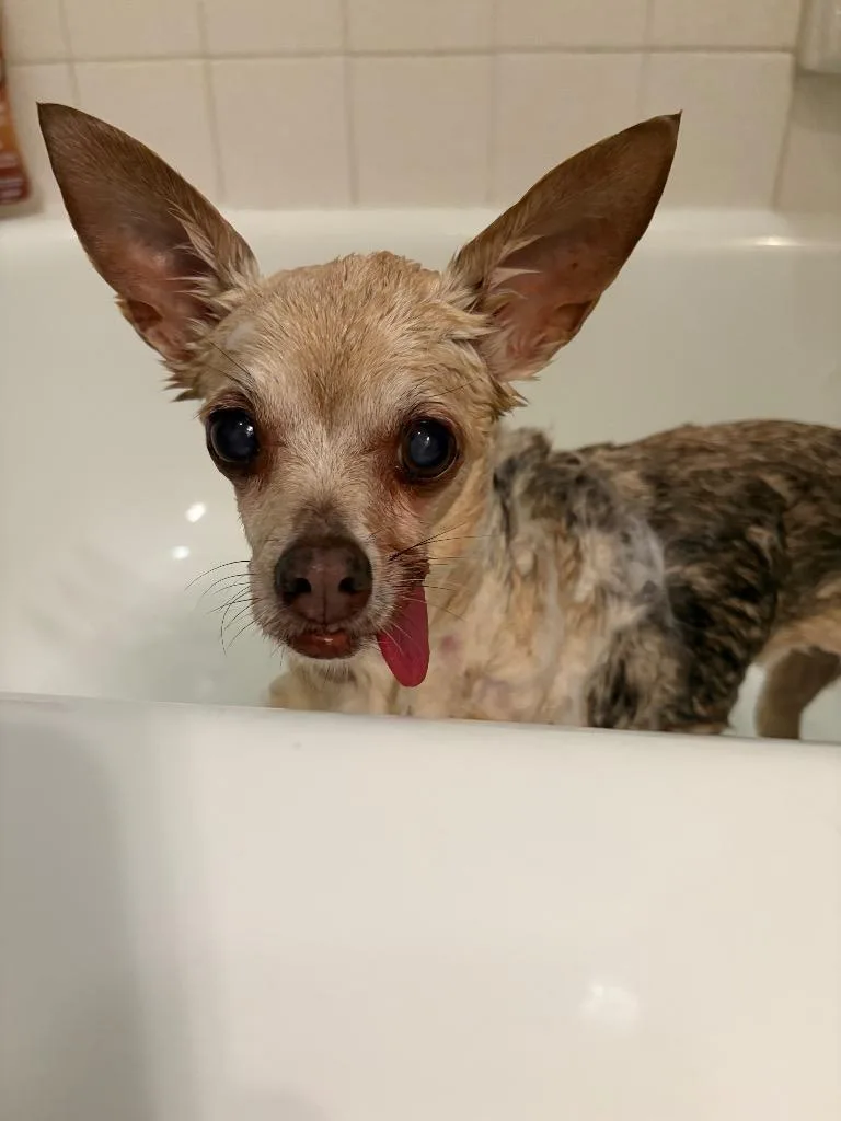 Appletini thumbnail 3