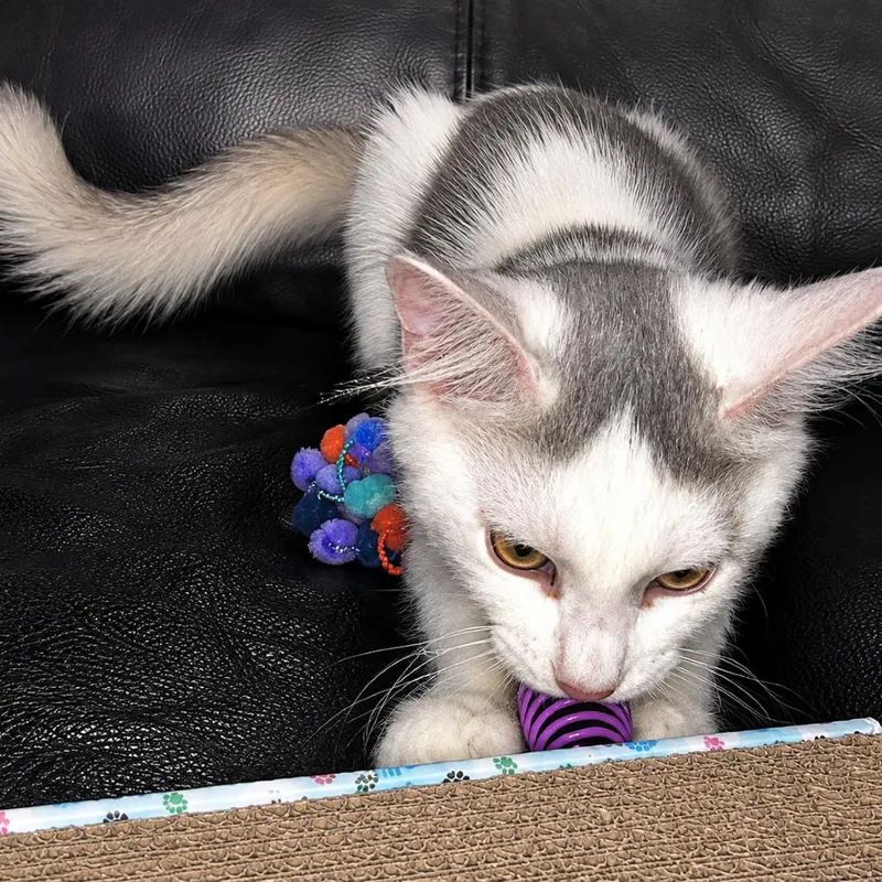 A baby small-sized male White Domestic Medium Hair cat named Claude for adoption in Tustin, CA