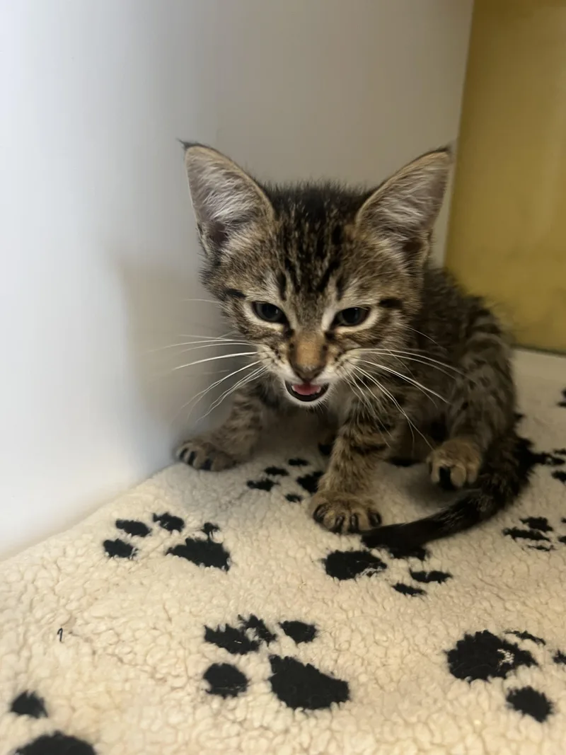 A baby medium-sized male Tabby (Brown / Chocolate) Domestic Short Hair cat named Brock for adoption in Spokane, WA