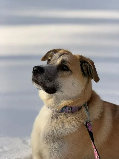 Bandit Timber Winter  thumbnail 4