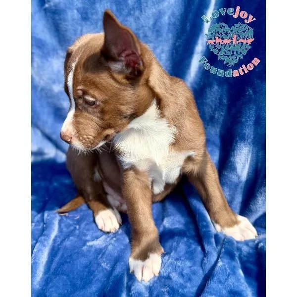 A baby medium-sized male Brown / Chocolate Border Collie dog named Liberty Litter Coh for adoption in Inglewood, CA