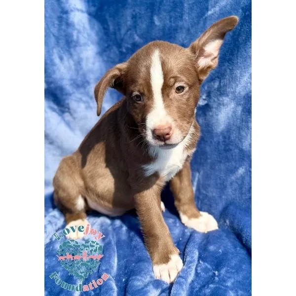 Liberty Litter Coh thumbnail 2