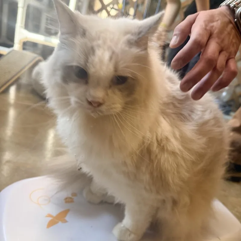 A senior small-sized male White Ragdoll cat named Skiddy for adoption in Corinth, MS