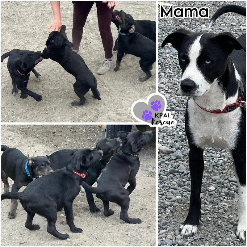 A baby large-sized male Tricolor (Brown, Black, & White) Mixed Breed dog named Eggs Beny Breakfast for adoption in Kenai, AK