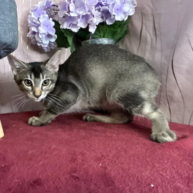A baby small-sized male Tabby (Brown / Chocolate) Domestic Short Hair cat named Cobalt for adoption in Long Beach, MS