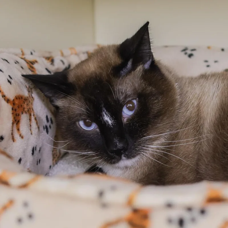 An adult small-sized male Siamese cat named Blu for adoption in Los Angeles, CA