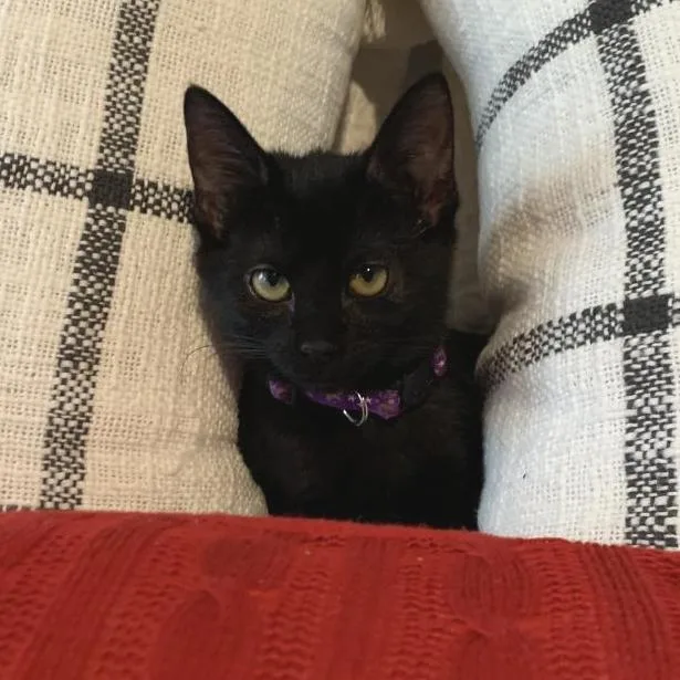 An adult small-sized female Black Domestic Short Hair cat named FrouFrou for adoption in Austin, TX