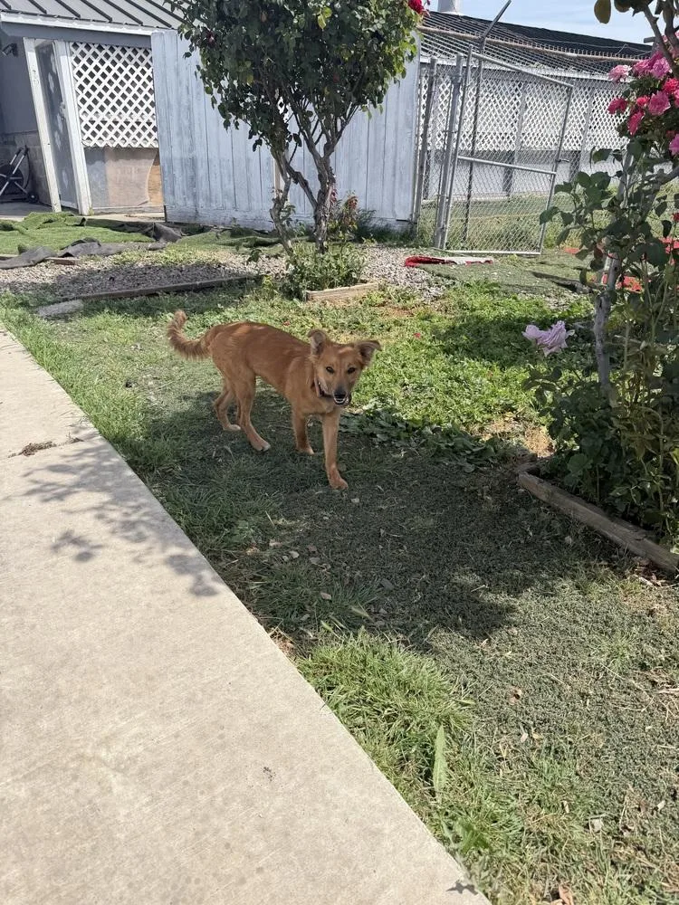 Scrappy Doo thumbnail 2