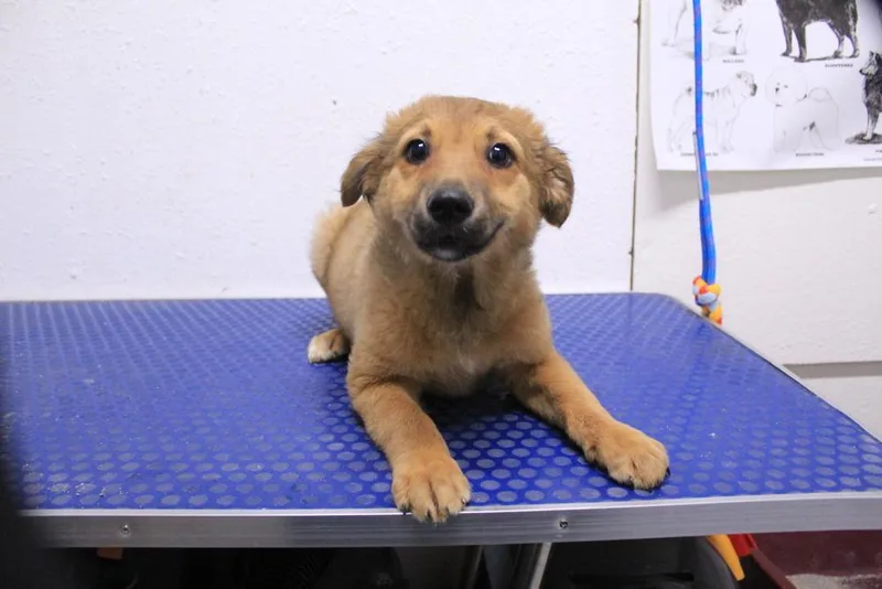 Scrappy Doo thumbnail 3