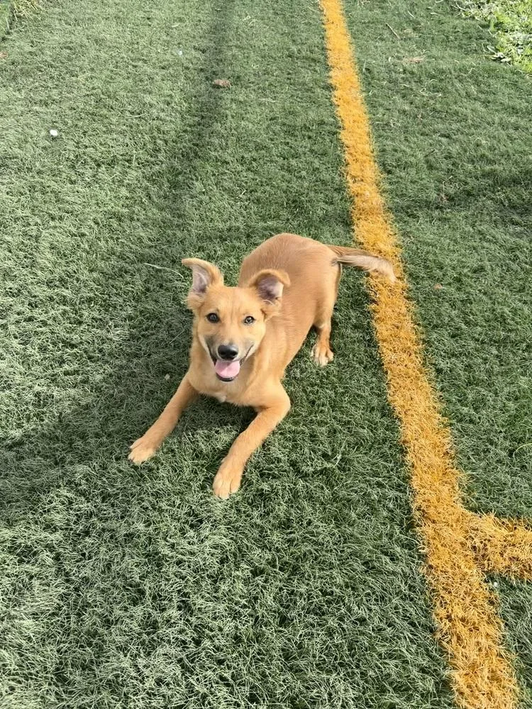 Scrappy Doo thumbnail 4