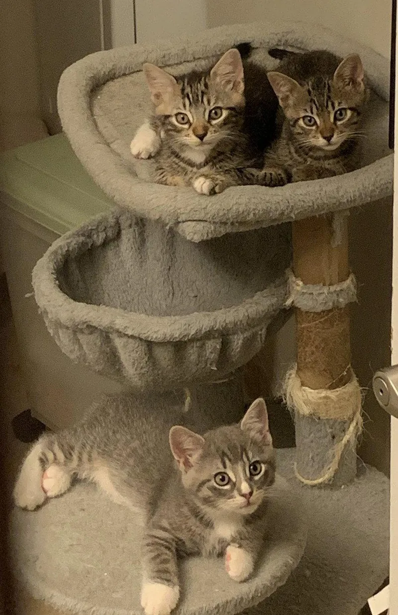 A baby medium-sized female Gray / Blue / Silver Domestic Short Hair cat named Opal  Willow Grove for adoption in Greenville, DE