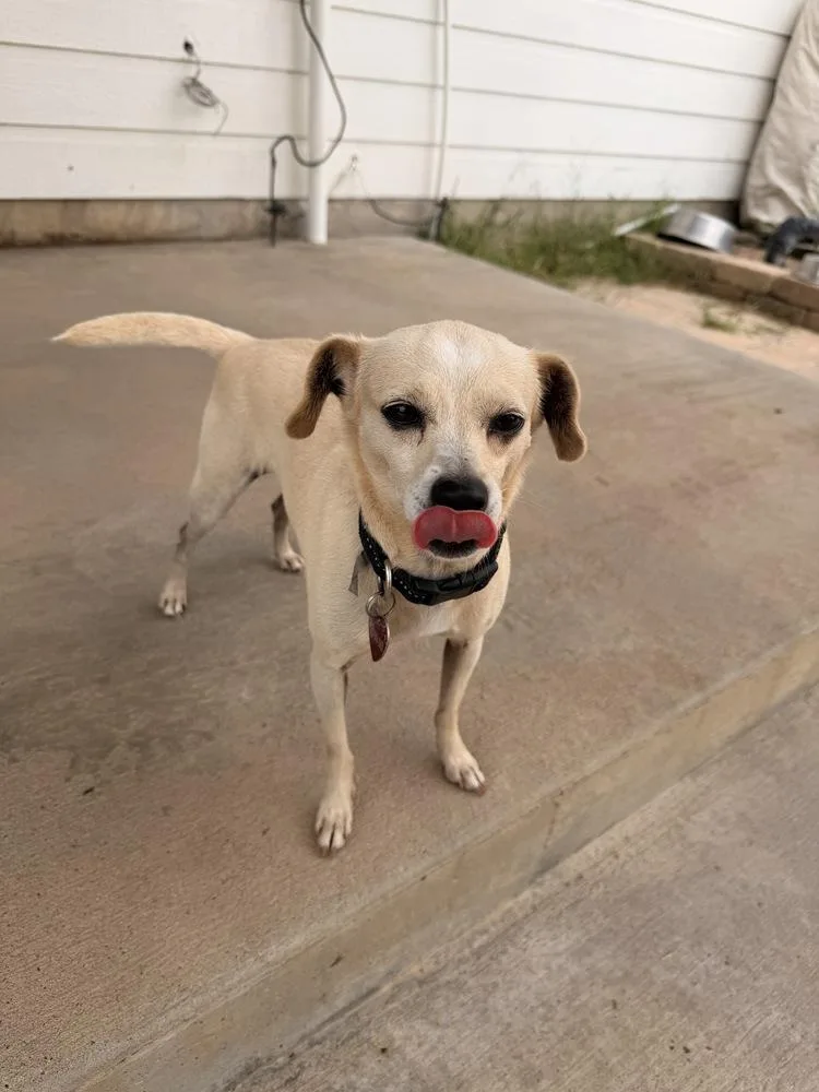 A young small-sized female Chihuahua dog named Hokey for adoption in Richmond, TX