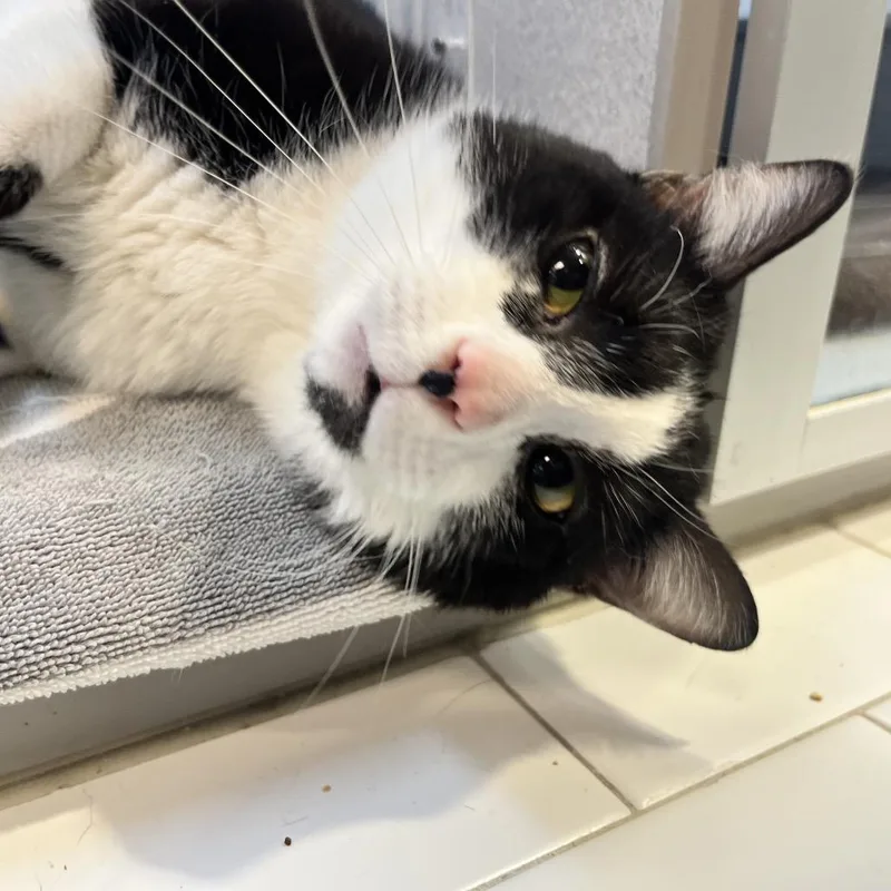 An adult medium-sized male Black Domestic Short Hair cat named Megatron for adoption in Pittsburgh, PA