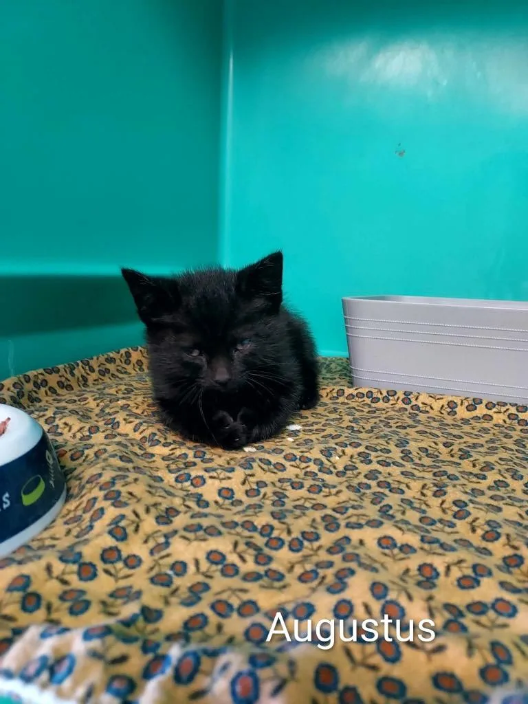 A baby small-sized male Domestic Short Hair cat named Augusta for adoption in Pine Grove, PA