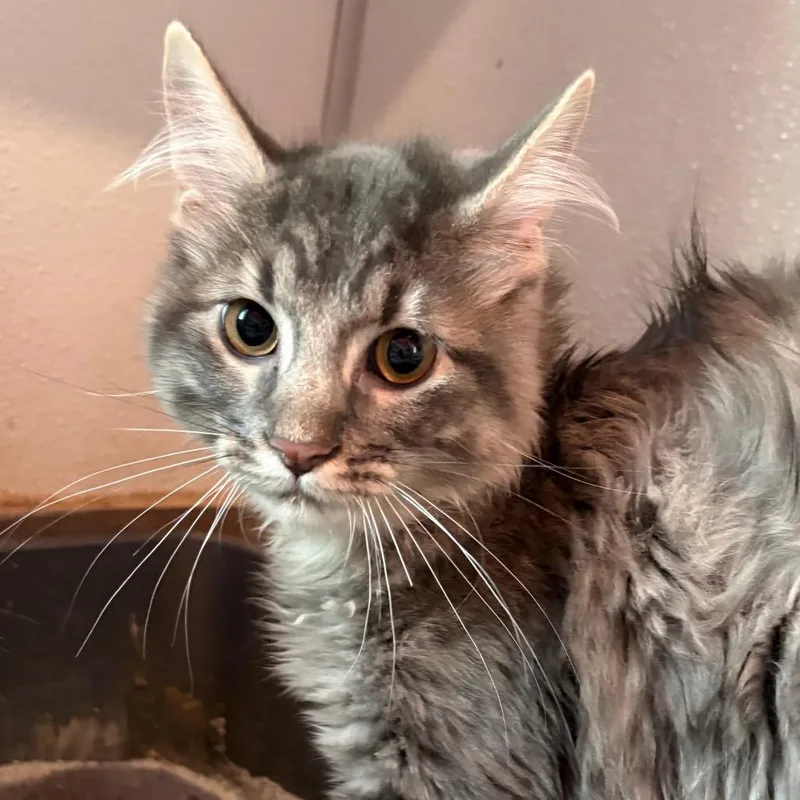A young small-sized male Brown / Chocolate Domestic Medium Hair cat named Rizz for adoption in West Des Moines, IA