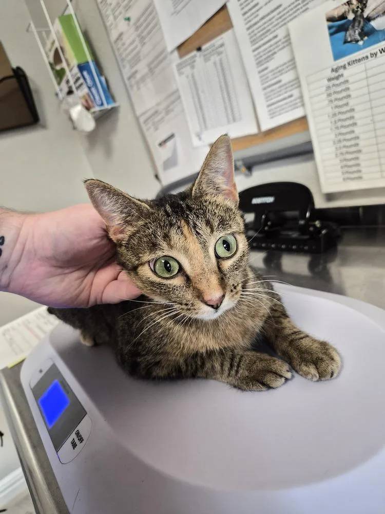 An adult small-sized female Domestic Short Hair cat named Clara for adoption in Bolivar, MO