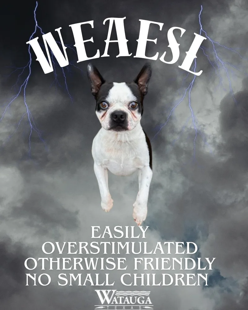 An adult small-sized male Black Boston Terrier dog named Weasel for adoption in Watauga, TX