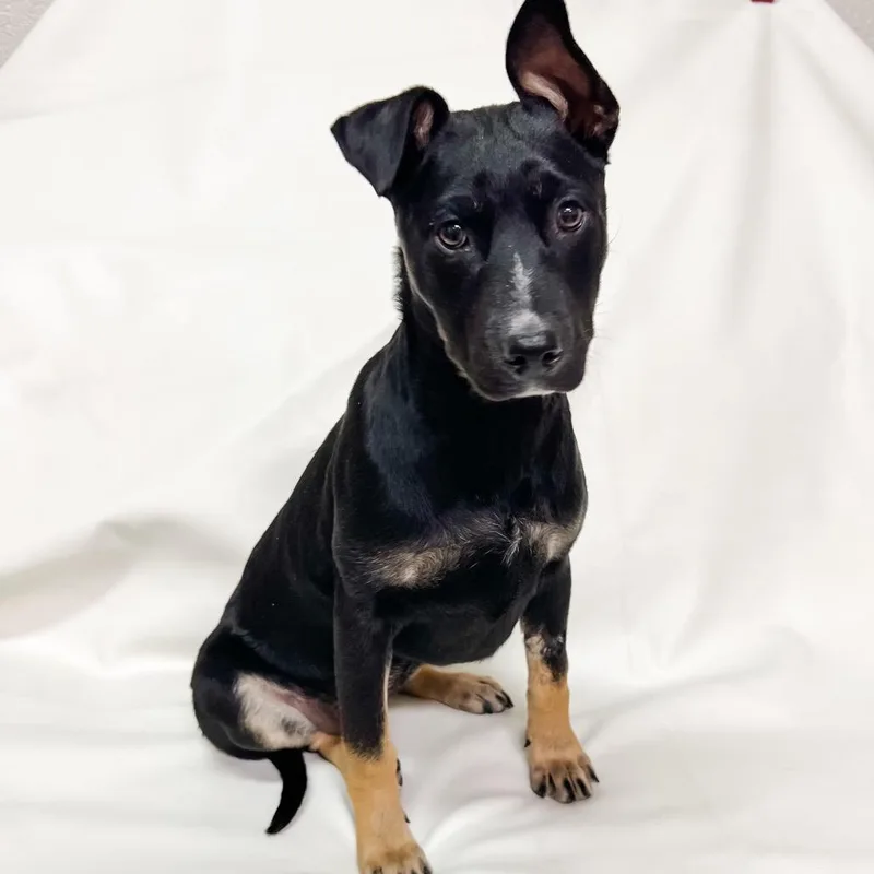 An adult medium-sized female Black Cattle Dog dog named Lexi for adoption in Parker, CO